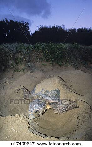 Stock Photo - Leatherback Turtle nesting on beach. Fotosearch
