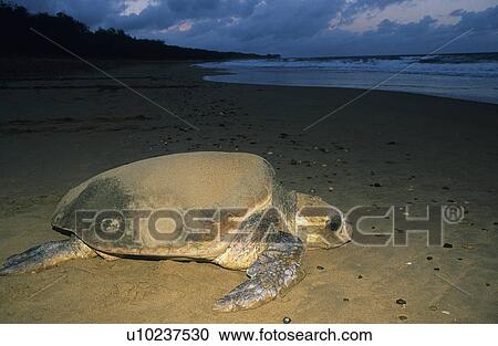 Leatherback Turtle on beach View Large Photo Image Stock Image - Leatherback Turtle on beach. Fotosearch