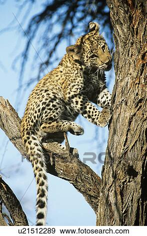 Stock Photo - Leopard (Panthera Pardus) climbing tree. Fotosearch