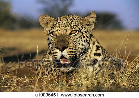 Stock Image - Leopard (Panthera Pardus) lying in grass on savannah. Fotosearch
