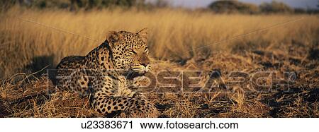 Leopard (Panthera Pardus) lying in grass on savannah View Large Photo Image Stock Image - Leopard (Panthera Pardus) lying in grass on savannah. Fotosearch