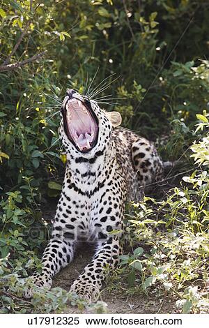Stock Photography - Leopard (Panthera pardus) lying in bushes yawning. Fotosearch
