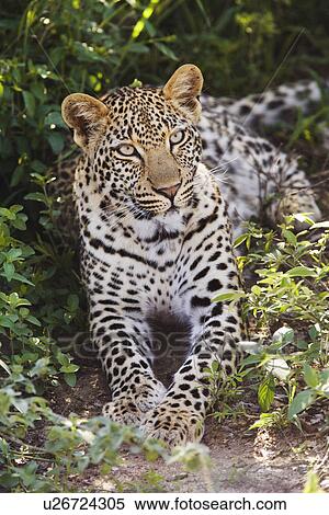 Leopard (Panthera pardus) lying in bushes View Large Photo Image Stock Photography - Leopard (Panthera pardus) lying in bushes. Fotosearch
