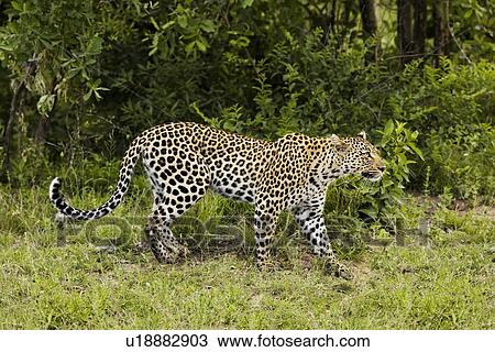 Leopard (Panthera pardus) side view View Large Photo Image Stock Image - Leopard (Panthera pardus) side view. Fotosearch