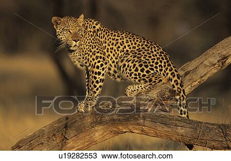 Stock Image - Leopard (Panthera Pardus) standing on branch. Fotosearch