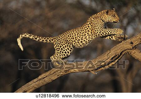 Leopard (Panthera Pardus) standing on branch View Large Photo Image Stock Photograph - Leopard (Panthera Pardus) standing on branch. Fotosearch