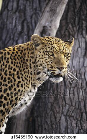 Stock Image - Leopard (Panthera Pardus) standing beside tree. Fotosearch