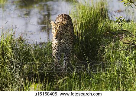 Stock Photography - Leopard (Panthera pardus) walking in grass. Fotosearch