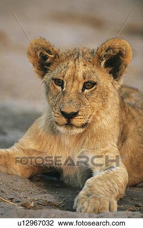 Lion resting close-up View Large Photo Image Stock Image - Lion resting close-up. Fotosearch