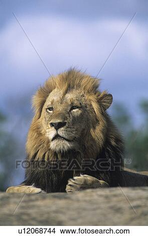Picture - Lion resting on savannah. Fotosearch