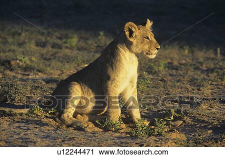 Lion sitting on savannah View Large Photo Image Stock Image - Lion sitting on savannah. Fotosearch