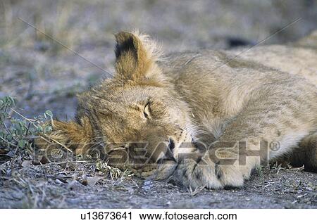 Stock Image - Lion sleeping on savannah close-up. Fotosearch