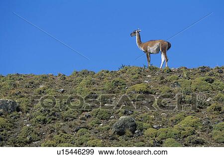 Llama standing on hillside View Large Photo Image Stock Photo - Llama standing on hillside. Fotosearch