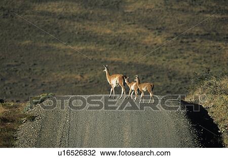 Stock Image - Llamas crossing rural road. Fotosearch
