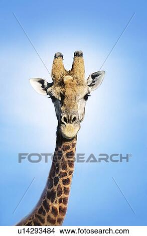 Picture - Maasai Giraffe (Giraffa Camelopardalus) against blue sky. Fotosearch