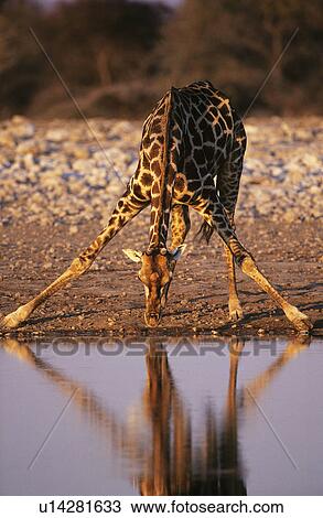 Stock Image - Maasai Giraffe (Giraffa Camelopardalus) drinking at waterhole. Fotosearch
