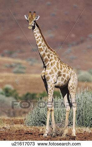 Stock Image - Maasai Giraffe (Giraffa Camelopardalus) on savannah. Fotosearch