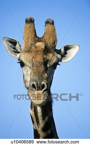 Maasai Giraffe (Giraffa Camelopardalus) close-up View Large Photo Image Stock Photo - Maasai Giraffe (Giraffa Camelopardalus) close-up. Fotosearch