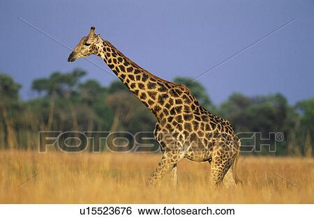 Stock Photograph - Maasai Giraffe (Giraffa Camelopardalus) on savannah. Fotosearch