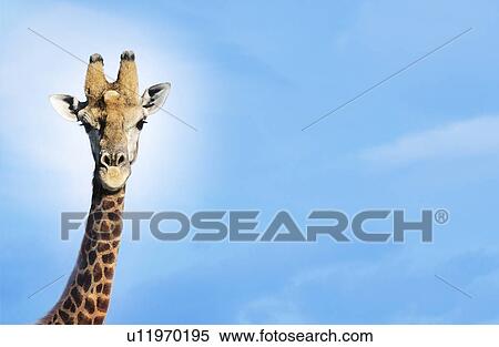Maasai Giraffe (Giraffa Camelopardalus) against blue sky View Large Photo Image Stock Photography - Maasai Giraffe (Giraffa Camelopardalus) against blue sky. Fotosearch