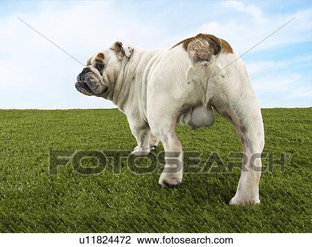 Male bulldog standing back view View Large Photo Image Stock Image - Male bulldog standing back view. Fotosearch