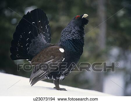 Picture - Male capercaillie standing on snow side view. Fotosearch
