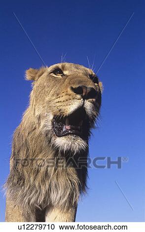 Stock Image - Male Lion against blue sky low angle view. Fotosearch