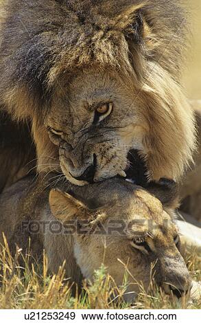 Stock Photo - Male Lion biting Lioness on savannah. Fotosearch