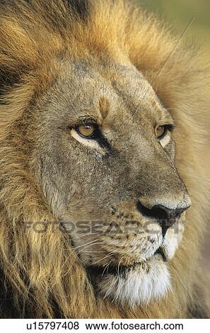 Stock Photo - Male Lion close-up of head. Fotosearch