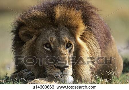 Stock Image - Male Lion lying on savannah. Fotosearch