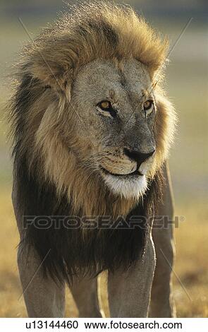 Stock Image - Male Lion. Fotosearch