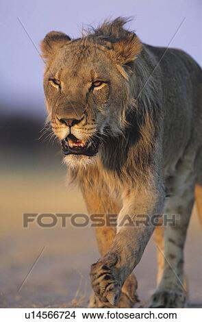 Picture - Male Lion walking on savannah. Fotosearch