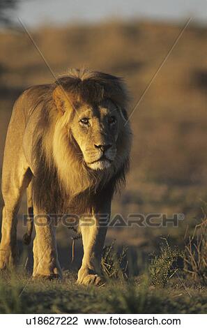 Stock Image - Male Lion walking on savannah. Fotosearch