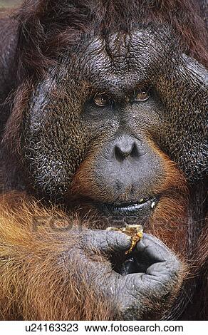 Male Orangutan eating close-up View Large Photo Image Stock Image - Male Orangutan eating close-up. Fotosearch
