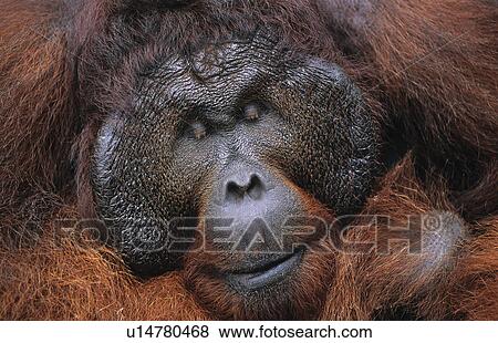 Male Orangutan resting close-up View Large Photo Image Stock Photo - Male Orangutan resting close-up. Fotosearch