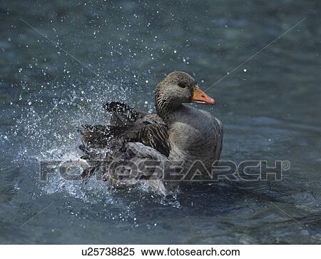 Mallard duck splashing in water View Large Photo Image Stock Photography - Mallard duck splashing in water. Fotosearch
