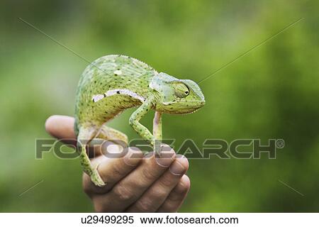 Man holding chameleon close-up of hand View Large Photo Image Stock Photography - Man holding chameleon close-up of hand. Fotosearch