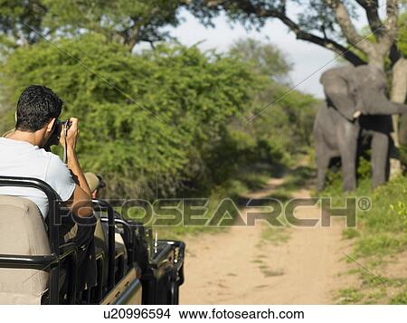 Picture - Man on safari taking photograph of elephant back view. Fotosearch