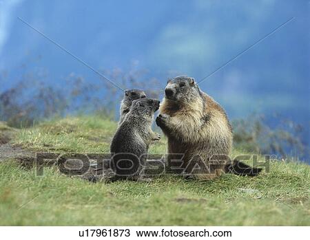 Marmot with young View Large Photo Image Stock Image - Marmot with young. Fotosearch