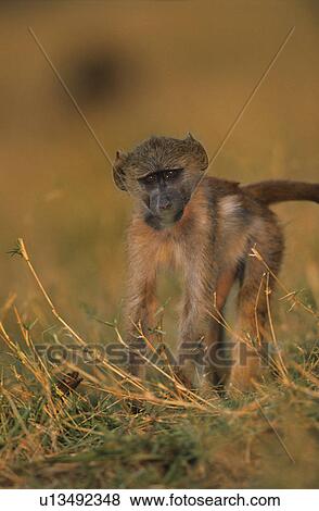 Monkey in grass View Large Photo Image Stock Photo - Monkey in grass. Fotosearch