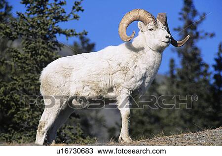 Stock Image - Mountain Goat near forest. Fotosearch