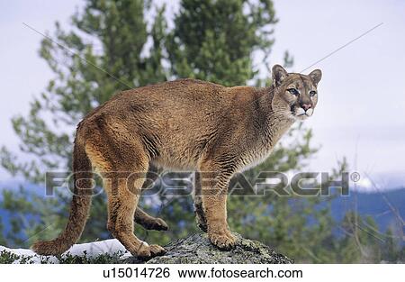 Stock Photograph - Mountain Lion standing on rock. Fotosearch