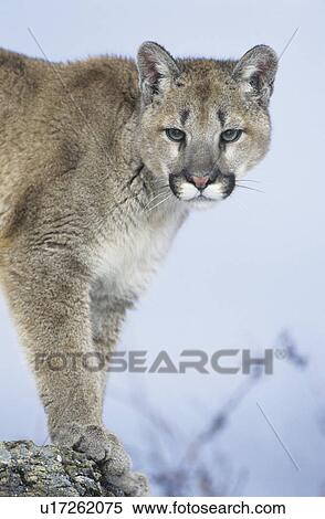 Stock Photography - Mountain Lion standing on rock. Fotosearch