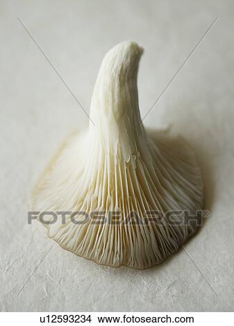 Picture - mushroom upside-down. Fotosearch