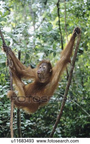 Stock Image - Orangutan climbing tree. Fotosearch