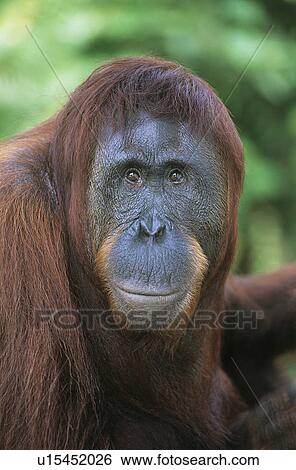Stock Photograph - Orangutan close-up. Fotosearch