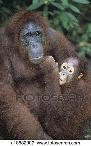 Stock Photo - Orangutan embracing young close-up. Fotosearch