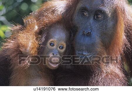 Stock Photograph - Orangutan embracing young close-up. Fotosearch
