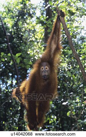 Orangutan hanging in trees View Large Photo Image Stock Photo - Orangutan hanging in trees. Fotosearch
