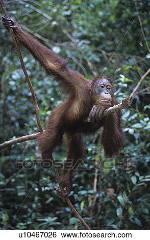 Orangutan hanging in trees View Large Photo Image Stock Photograph - Orangutan hanging in trees. Fotosearch